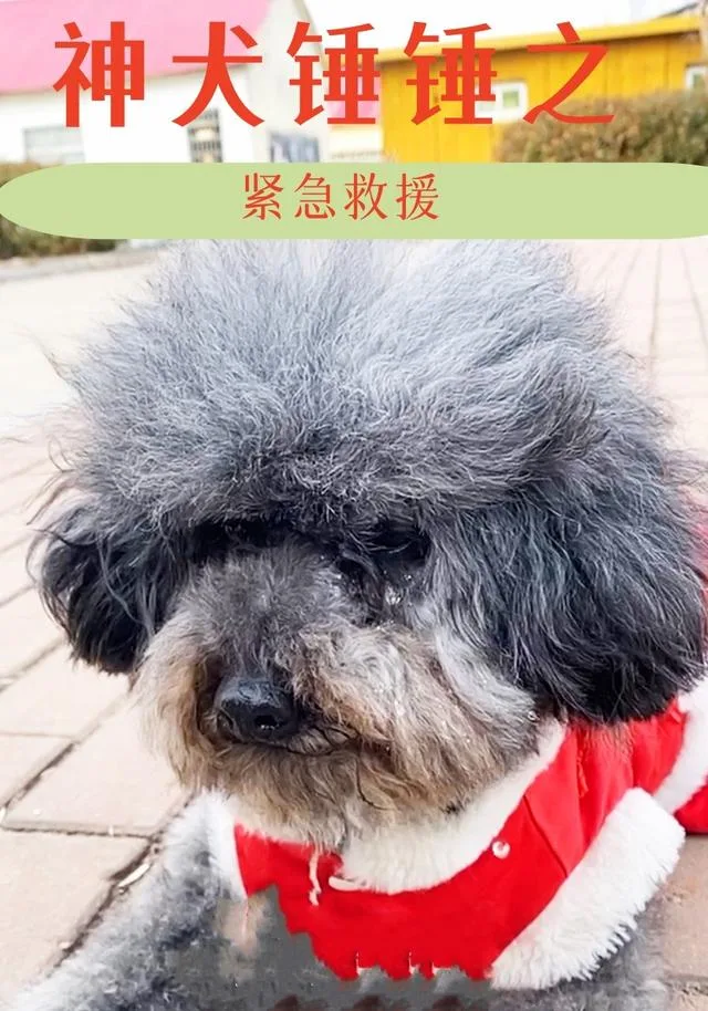 神犬锤锤之紧急救援