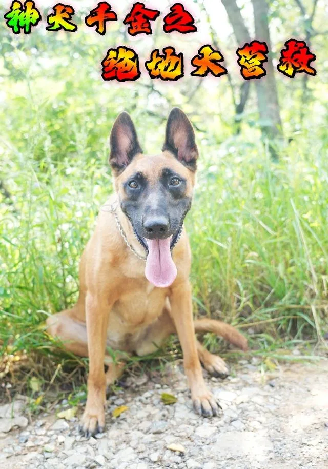 神犬千金之绝地大营救