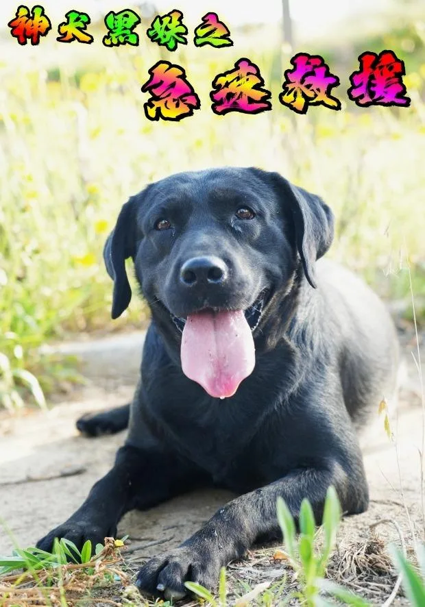 神犬黑妹之急速救援