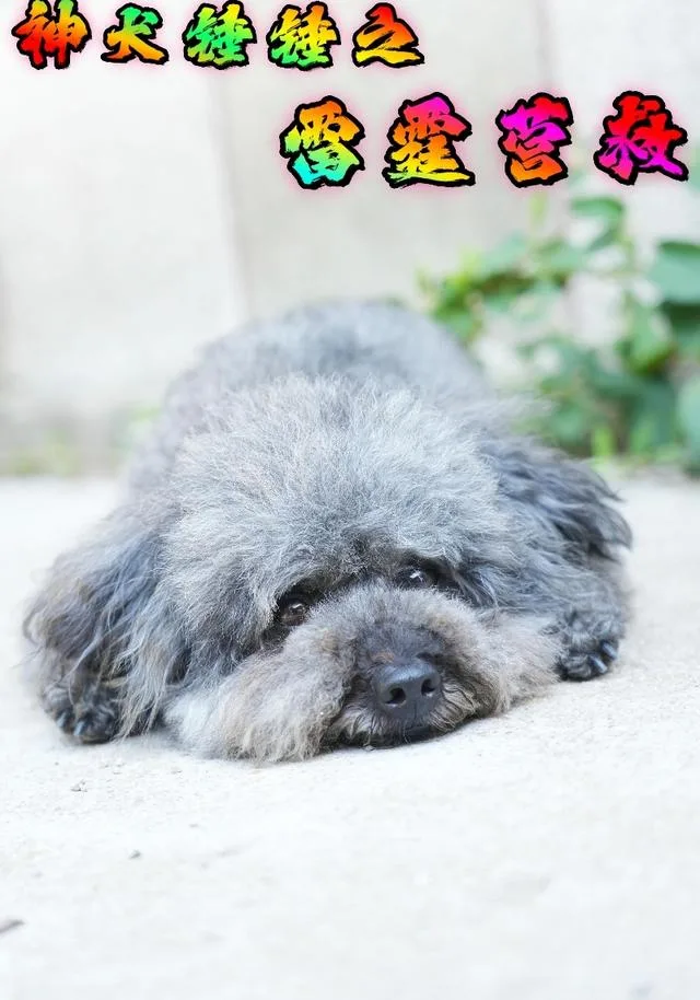 神犬锤锤之雷霆营救