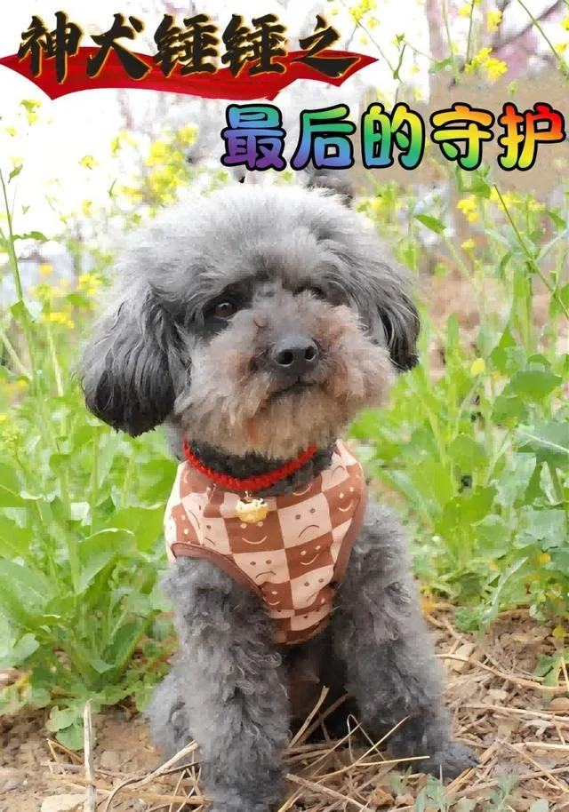 神犬锤锤之最后的守护