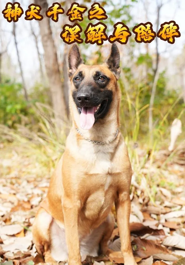 神犬千金之误解与陪伴
