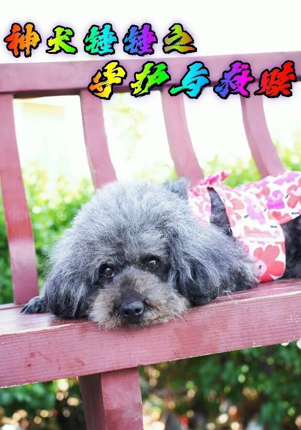 神犬锤锤之守护与救赎