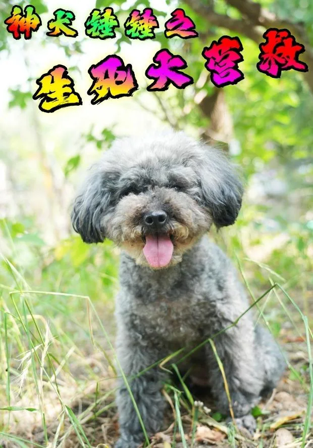 神犬锤锤之生死大营救