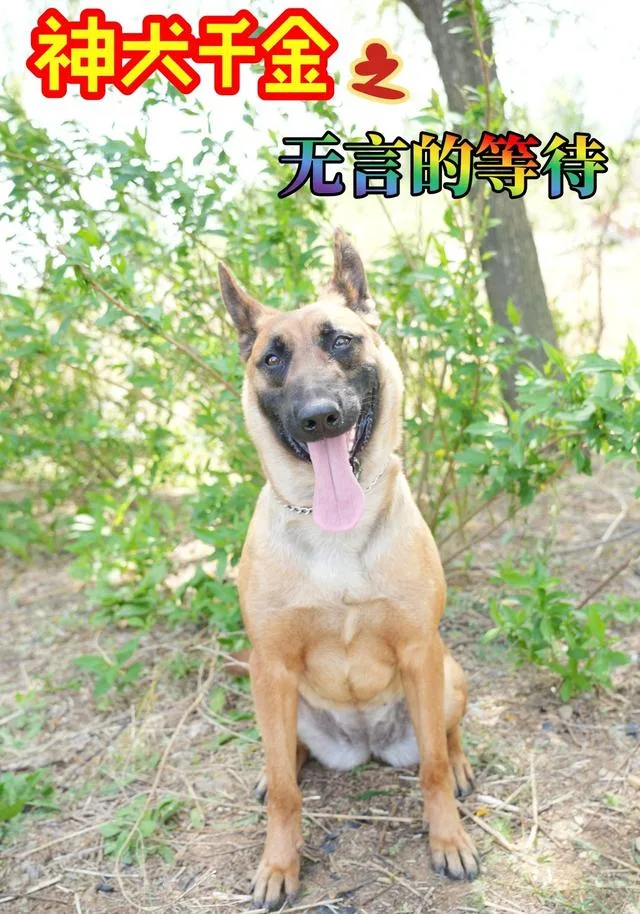 神犬千金之无言的等待