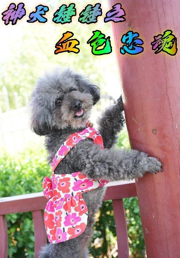 神犬锤锤之血色忠魂