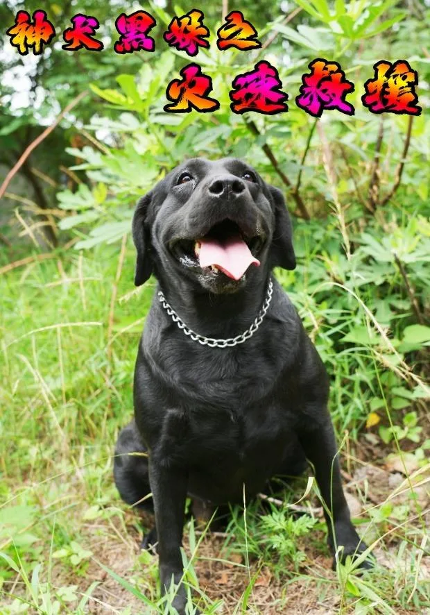 神犬黑妹之火速救援