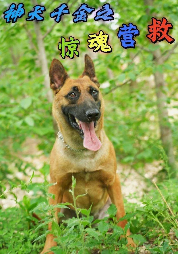 神犬千金之惊魂营救