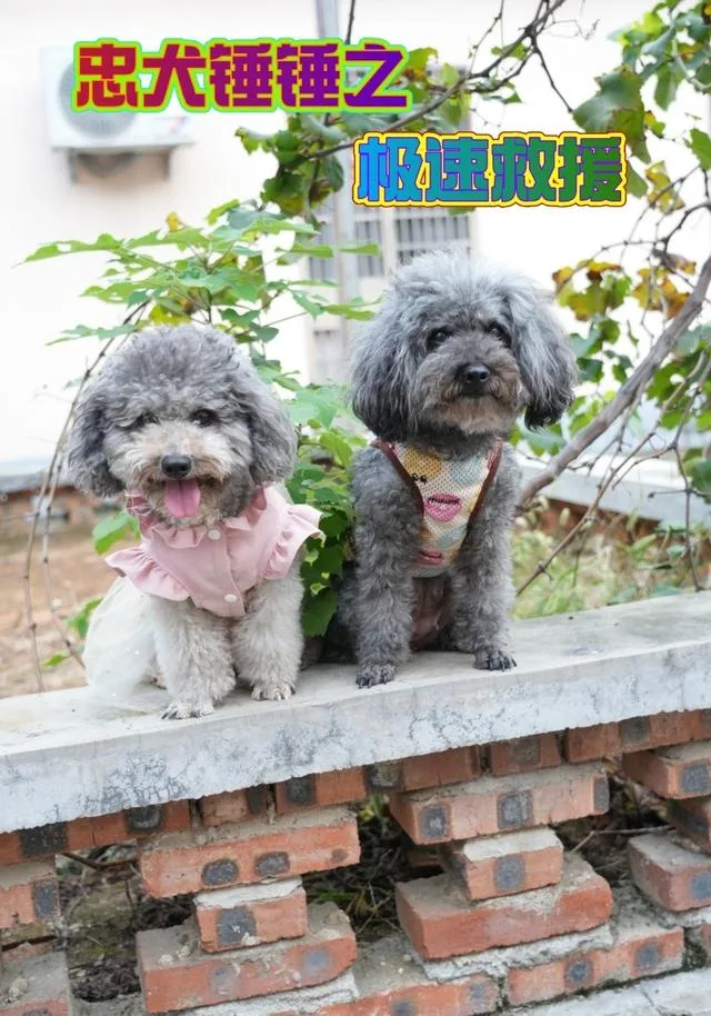 忠犬锤锤之极速救援