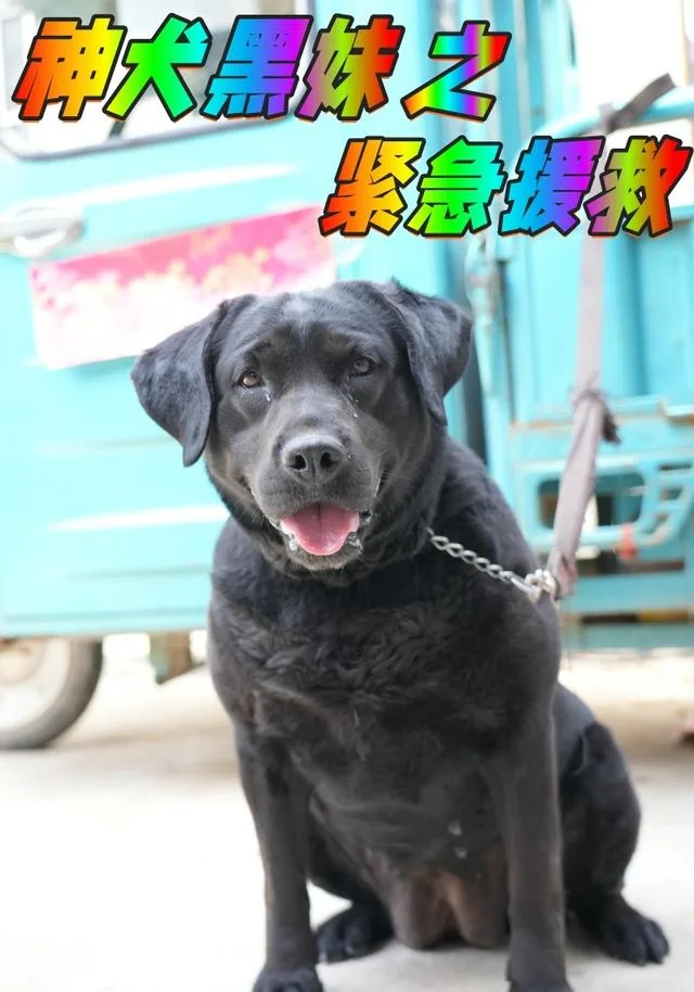 神犬黑妹之紧急援救