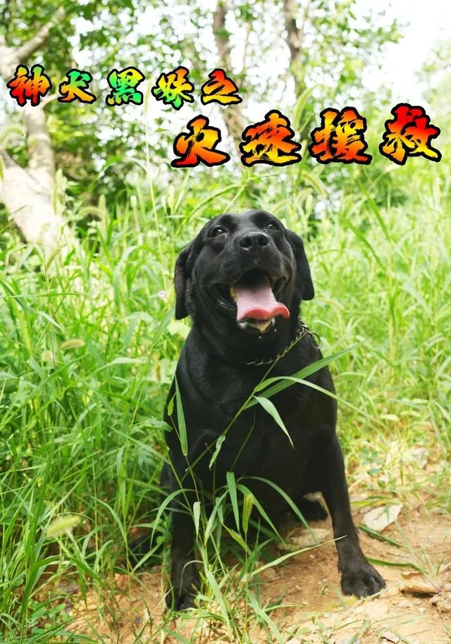 神犬黑妹之火速援救
