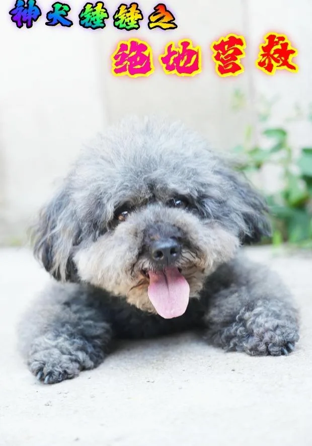 神犬锤锤之绝地营救