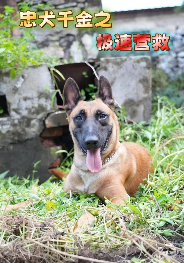 忠犬千金之极速营救