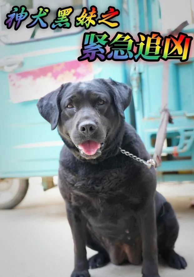 神犬黑妹之紧急追凶