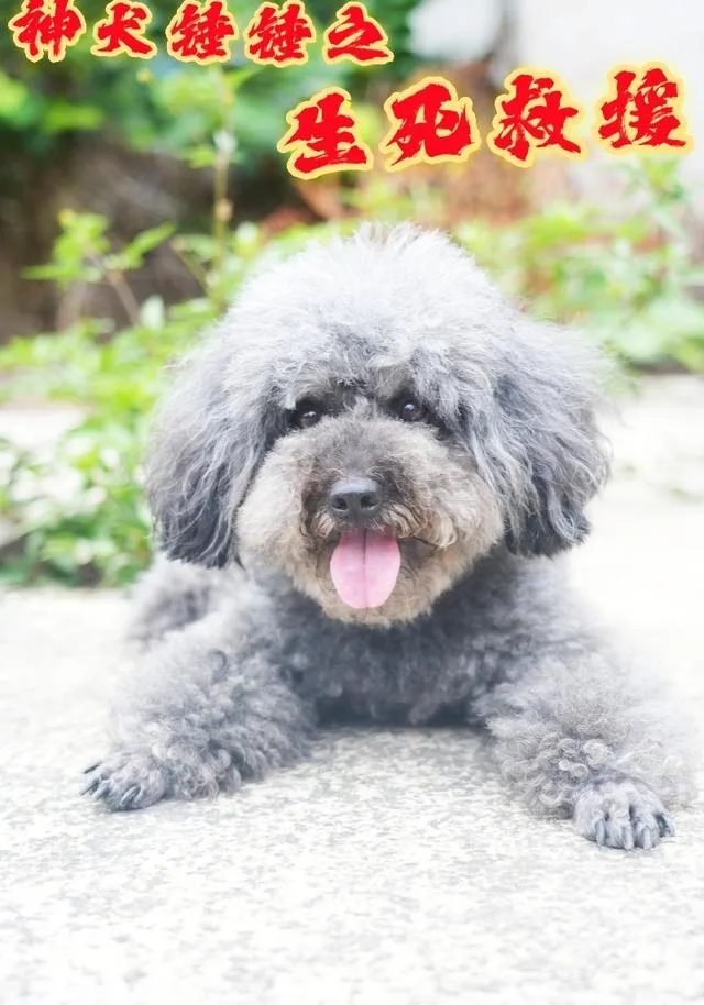 神犬锤锤之生死救援