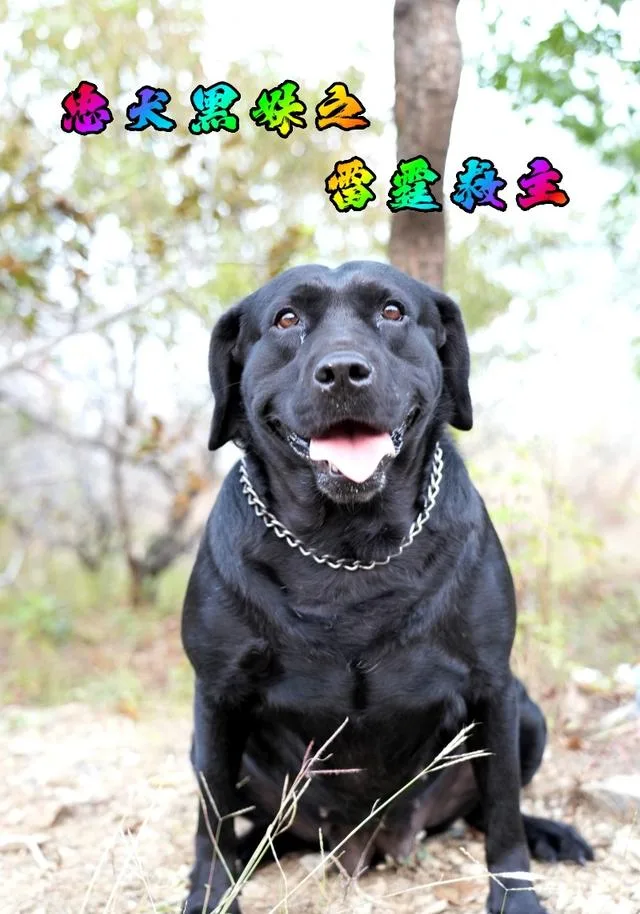 忠犬黑妹之雷霆救主