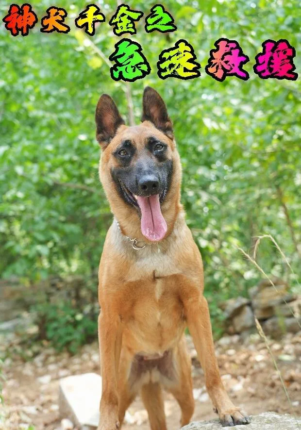 神犬千金之急速救援