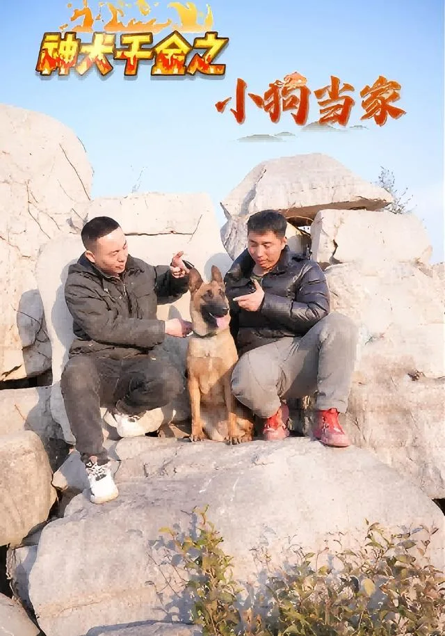 神犬千金之小狗当家