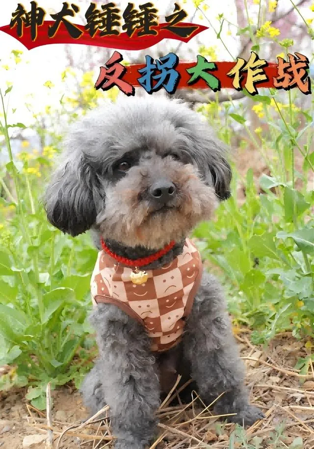 神犬锤锤之反拐大作战