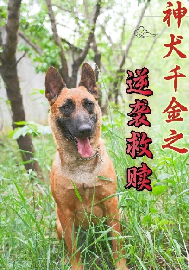 神犬千金之逆袭救赎