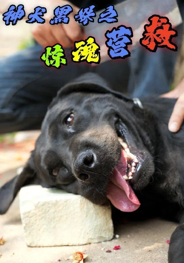 神犬黑妹之惊魂营救