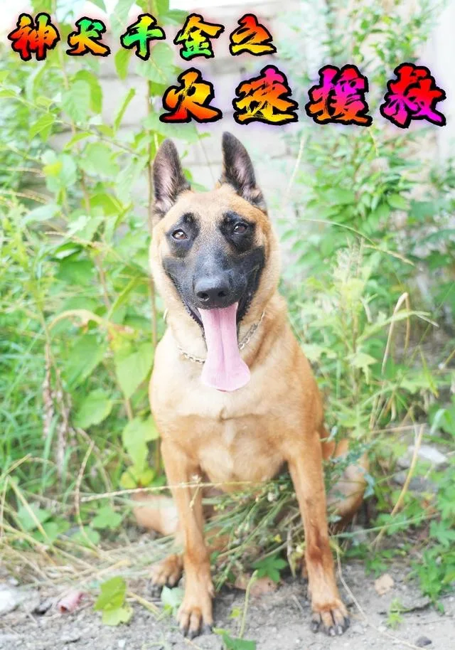 神犬千金之火速援救