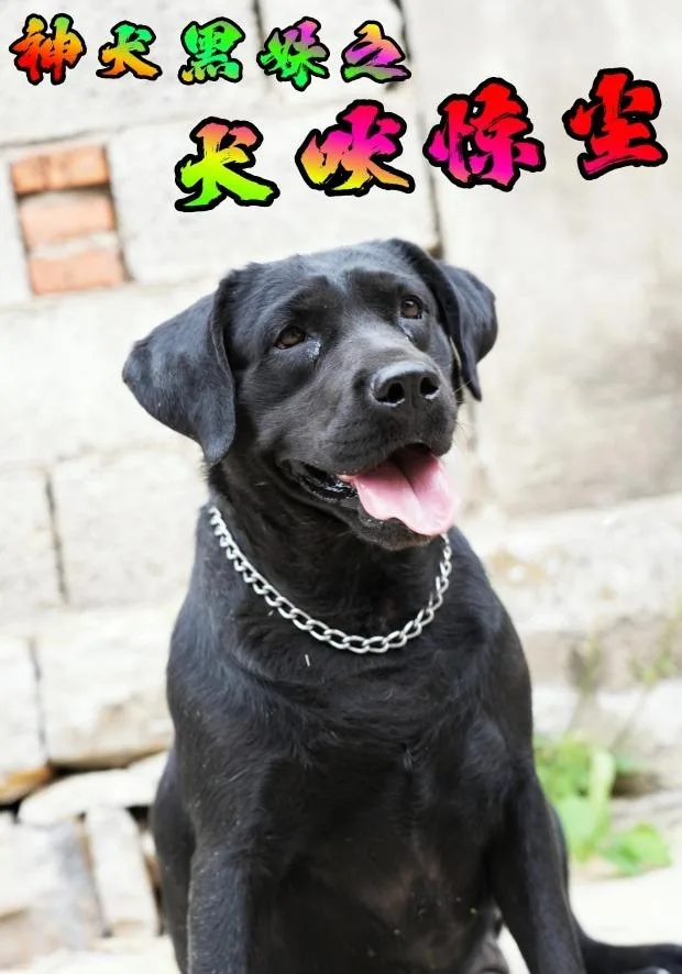神犬黑妹之犬吠惊尘